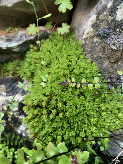 Close up moss