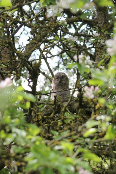 Tawny owl owlet in apple tree