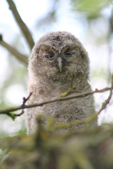 Tawny owl owlet close-up