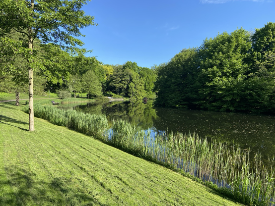 Blick in einen Park mit Grashang, der zu einem Teich abfällt. Am Ufer steht Schilf, die Szene ist von Bäumen eingerahmt. Das viele Grün spiegelt sich auch im Wasser. Darüber blauer Himmel.