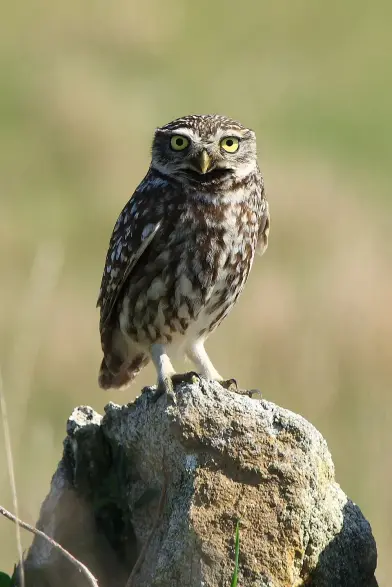 The image shows a small owl perched on a rock or stone. The owl has a mottled brown and white plumage and large, round eyes, giving it an alert appearance. Its surroundings appear to be an outdoor setting, likely a grassy or natural area.

Image Credits: Wikimedia / Arturo Nikolai from Galicia, Spain / CC BY-SA 2.0