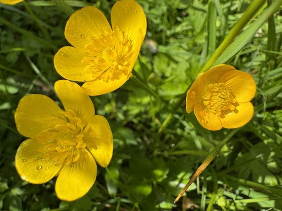 Drei kleine, gelbe Butterblümchen
Garten 7.5.25