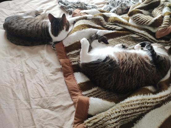 The image shows two cats resting on a bed. The bed has a light-colored sheet and a striped blanket with brown, white, and beige colors. One cat is lying on its side with its head turned away, displaying a mix of gray, black, and white fur. The other cat is lying on its back with its paws up, showcasing a white belly and a mix of brown, black, and white fur. The blanket is partially covering the cats, and there are some crumpled sheets visible in the background. The overall scene conveys a sense of relaxation and comfort.

Provided by @altbot, generated privately and locally using Ovis2-8B

🌱 Energy used: 0.178 Wh