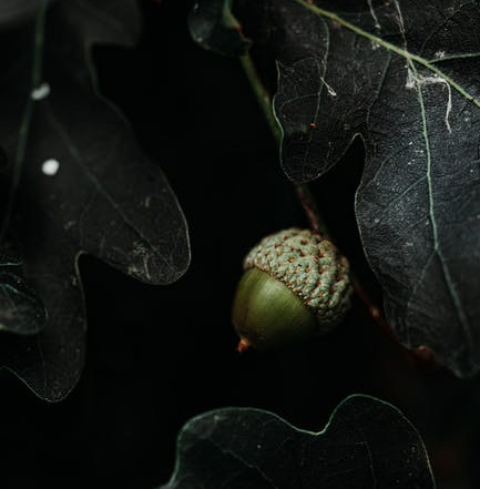 Upclose photo of an acorn from an oak tree.