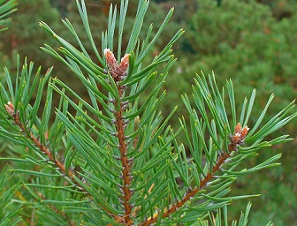 Photo shows the young spring growth on pine tree limbs