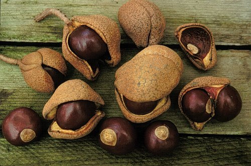 Close up photo of "buckeyes" Aesculus flava / Yellow Buckeye - Photo copyright UConn Plant Database. They are brown with a yellowish area on them and resemble a buck deer's eye.