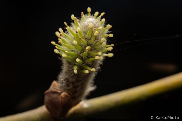 A small bud on a branch.