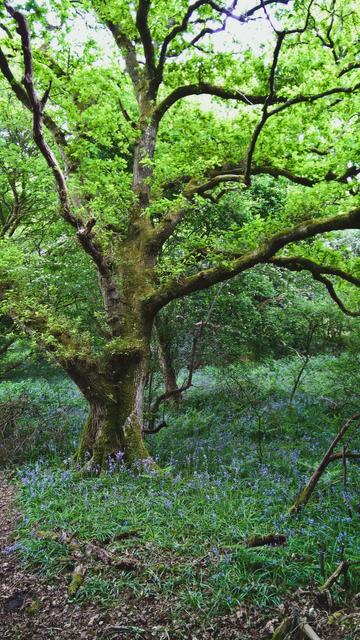 #MyLittleBigBuddy likes #Bluebells...