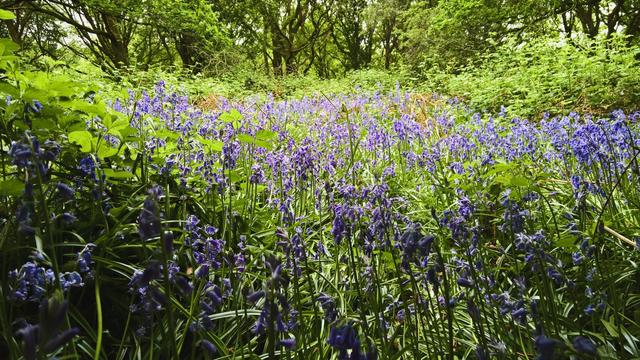 #MyLittleBigBuddy wanted #MoreBluebells; so, we found #MoreBluebells...