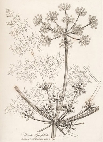 Wiki commons image from Medical botany by William Woodville, 1790. Botanical illustration of asafoetida.
