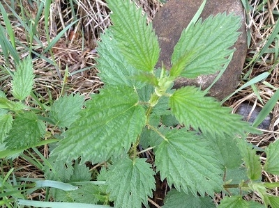 Close up photo of common nettle, Urtica dioica. Green, sawtooth leaves of stinging nettle.