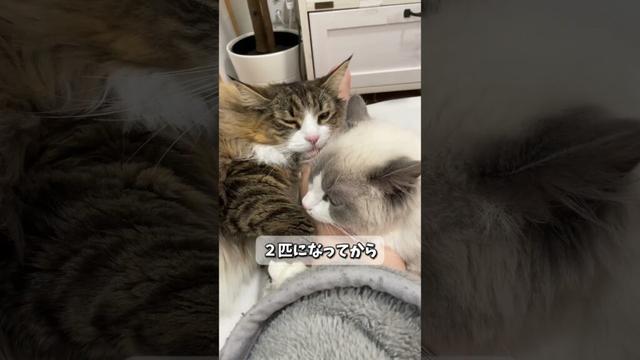 ２匹目の猫がきて変わったこと４選　#cat #猫 #ねこ#子猫  #ノルウェージャン #ノルウェージャンフォレストキャット #北欧猫 #ラグドール