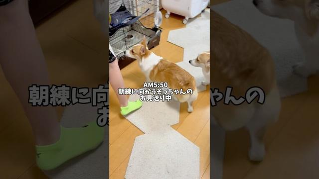 なっちゃんはそっちゃんを見送ってるというか、みんなに混ざりたいだけな気がする🤣🤣 #コーギー #コーギー多頭飼い #pets #犬と子供 #ココちゃんファミリー