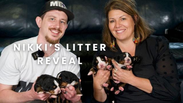Nikki's Bernese Mountain Dog Puppies | Litter Reveal!!