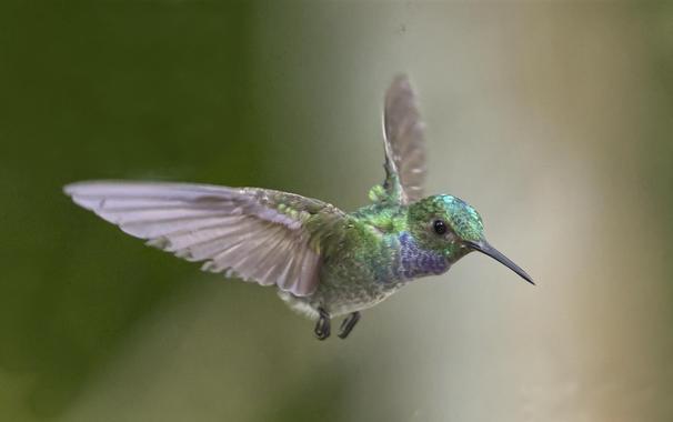 A small green hummingbird is flying as if to pass over the viewer's right shoulder (and I would say birb came close to doing just that, these guys are aggressive).  There is a determined glint in birb's eye as well as a noticeable violet flash in the lower throat/upper chest area. The green head is also glittery. The background is blurred out  in dull shades of green and brown which contrast nicely with all the hummingbird flash. This is the Blue-chested Hummingbird. Canopy Tower, Panama. April 2025. Photo by Peachfront.