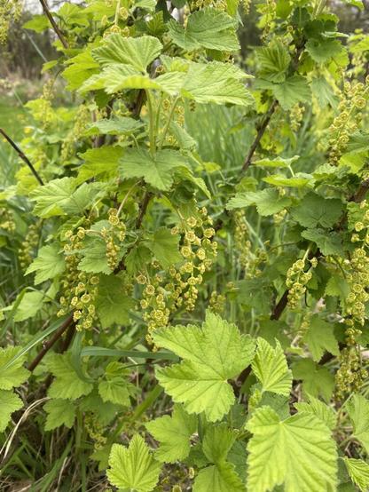 Green leaves and yellow bracts of tiny flowers on a currant bush.