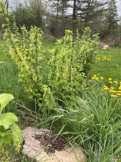 Bracts of tiny yellow flowers blooming on a currant bush, with trees in the background.