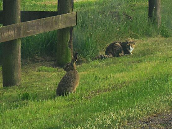 Ein Feldhase sitzt auf dem Grünstreifen vor einem Holzzaun. Schräg dahinter eine Katze, die ihn verwundert ansieht. Der Hase schaut von ihr weg.