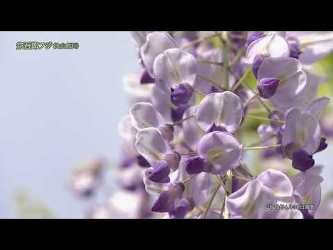 【佐賀県唐津市の風景：４K映像】宗五郎(令和7年4月30日撮影：七山馬川）
