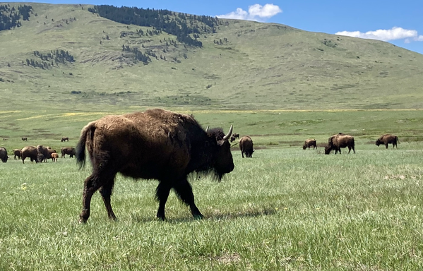 An American bison walks across grassland, a herd grazing in the distance behind, a small mountain rising behind them that’s mostly grass covered. The sky is mostly clear. The enormous animal has a bulky, brown-furred body with short horns. It’s shedding its winter coat.