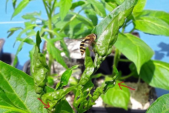 Yellow-and-black striped hoverfly on a plant with deformed green leaves. Two red arrows indicate where it has already laid an egg.