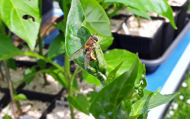 The same hoverfly in the process of laying another egg.