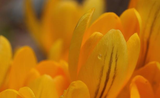 Macro photograph of bright yellow crocus flowers, almost orange, half open and seen from the side. One of them stands out and is on focus, showing three darker brown lines on the exterior of one petal, and with a single drop of water catching the light.
