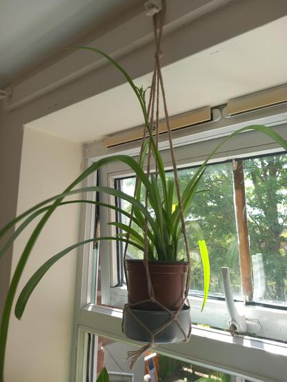 A spider plant in a plastic pot. It's hung in a window using a handmade "hanger" made from tied brown string and an empty tuna tin. The sun outside the window is bright shining through the branches and leaves of an ash tree.