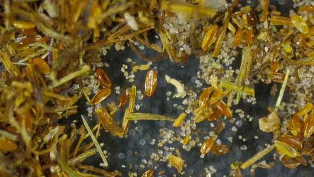 Closeup foto van vervuild mengsel met onder andere het zaadje van het Zandblauwtje. Ook zie je zandkorrels.