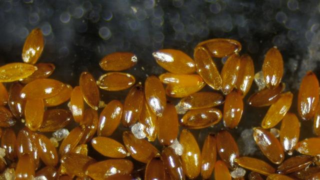 Mega closeup foto van het zaadje van het Zandblauwtje. Ook zie je her en der een zandkorrel.