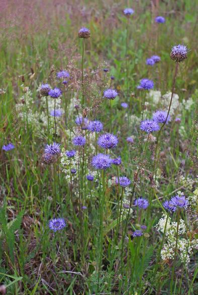 Foto van het Zandblauwtje (Jasione montana).