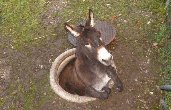 a donkey perched at the edge of a manhole, with it's back end in it