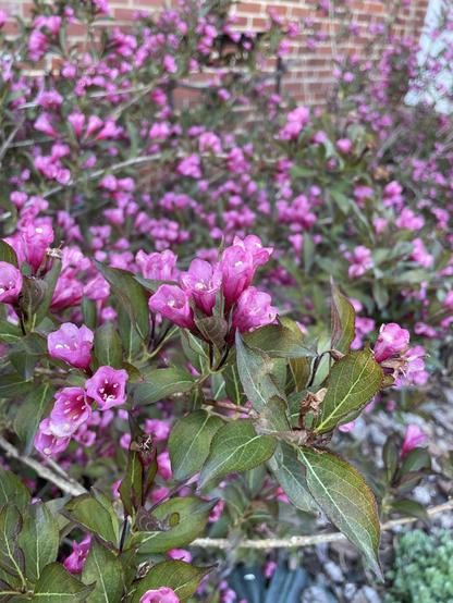 A weigela branch featuring Olive Green leaves which fade into purple at the tips and deep magenta into pink trumpet shaped flowers.