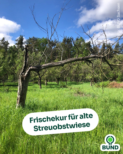 Eine alte Streuobstwiese mit hohem Gras und abgestorbenem, knorrigem Obstbaum im Vordergrund. Blauer Himmel mit Wolken, im Hintergrund ein Wald. Text im Bild: „Frischekur für alte Streuobstwiese“. Logo von BUND.