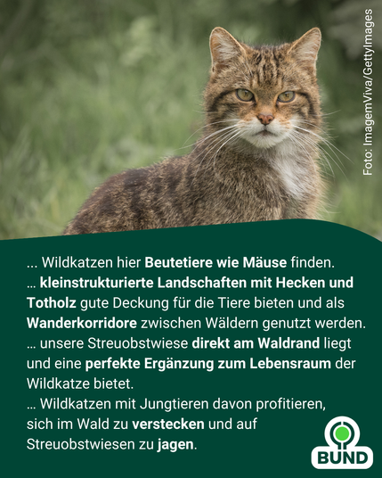 Foto einer Europäischen Wildkatze in grünem Gras. Text beschreibt Vorteile der Streuobstwiese für Wildkatzen: Beutetiere wie Mäuse, Deckung durch Hecken und Totholz, Wanderkorridore, Nähe zum Wald und Jagdmöglichkeiten für Jungtiere. BUND-Logo.