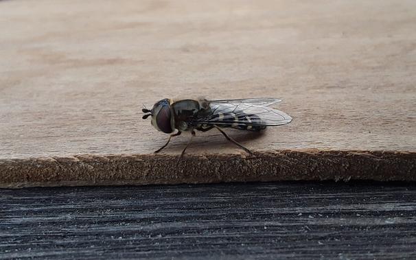 Black hoverfly with yellow stripes sitting on a piece of wood: side view.
