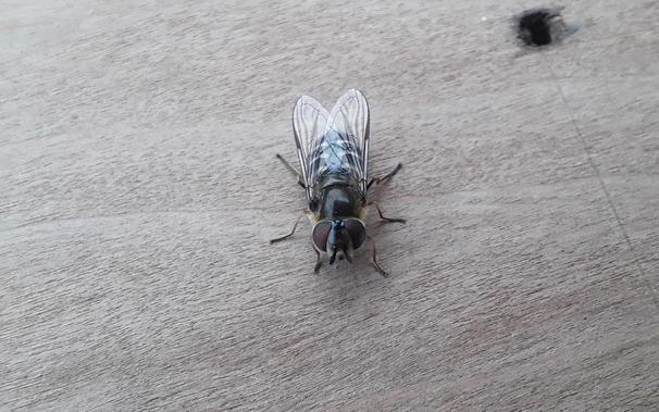Black hoverfly with yellow stripes sitting on a piece of wood: front view.