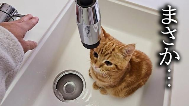 子猫がずっとキッチンに居座るのでそのまま水道を流したら...