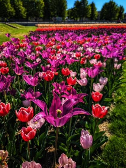A vibrant field of tulips stretches into the distance under a bright, sunny sky. The tulips are arranged in rows, creating a striped effect with their varied colours, including deep pink, red, and purple. A single, large purple tulip is prominently featured in the foreground, with its petals fully open, displaying a yellow centre. Green grass surrounds the flowerbed, and a grassy verge leads to a line of trees in the background. The sky is clear blue, enhancing the vivid colours of the flowers.