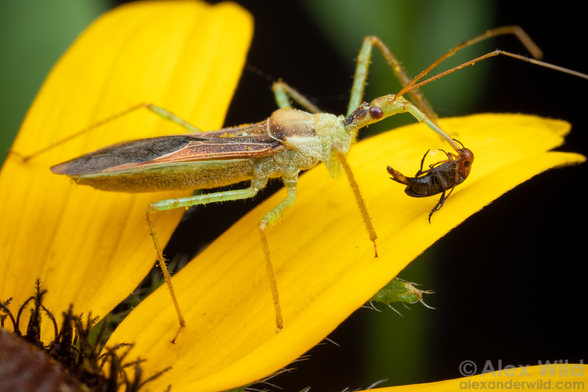 Macro photograph of a large, pale green and rusty brown assassin bug standing on bright yellow flower petals, its beak stabbed into the neck of a brown beetle with a red head, upside down, struggling.
