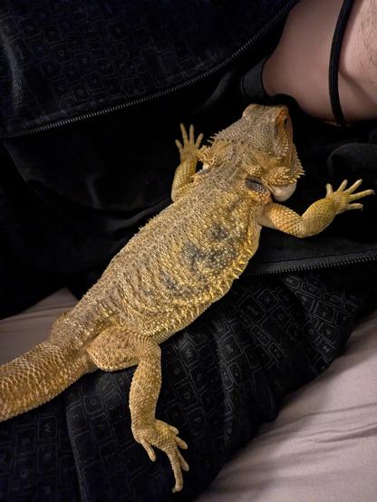 Very deflated and wrinkly looking bearded dragon resting on top of a man's arm.