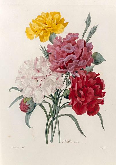 yellow, pink, red and white carnations.