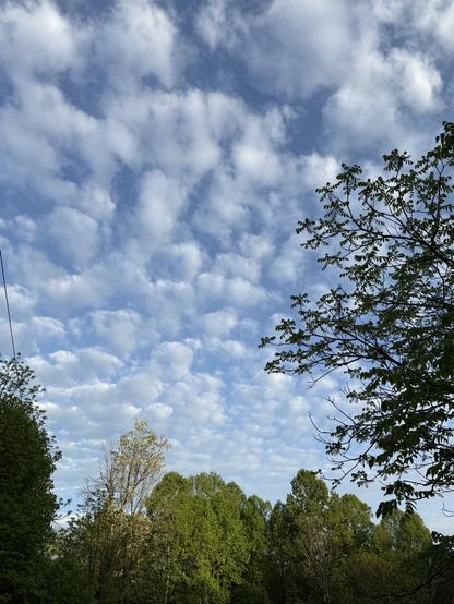 Puffy white clouds scatter across a bright blue sky, above a lush green forest and a partially visible tree branch on the right. The scene is serene.