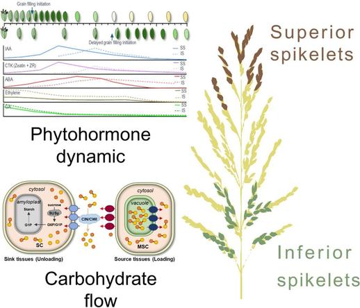 Clockwise from top left: timeline diagram of developmental differences and hormone level changes between superior and inferior grains, and possible transport routes of carbohydrates during rice grain filling.