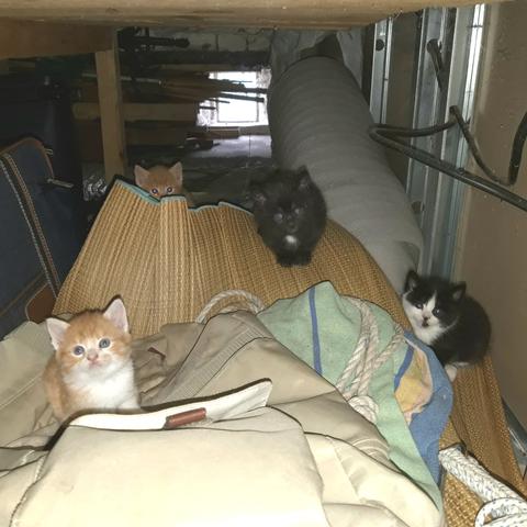 A corner of an attic, four kittens look at the camera from their respective positions on various summer-related objects.