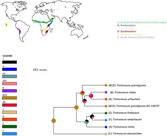 Phylogenetic and geographical distribution data supporting findings that the formation of an African arid corridor during the late Miocene resulted in disjunct distribution of species within Trichoneura.