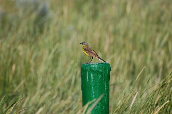 The image shows a western yellow wagtail perched on a green post. It is surrounded by a field of tall grass.