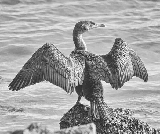 A Double Crested Cormorant, a medium sized water bird on a rock with wings spread and drying in the sun.  Head turned to the right, calm waters behind.  In monochrome.