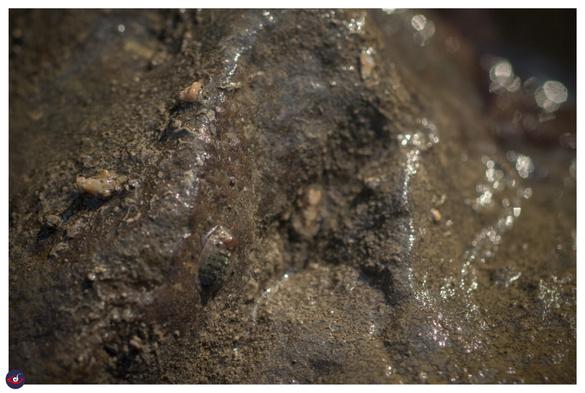 you can see a chiton in the  middle of the rock face.
