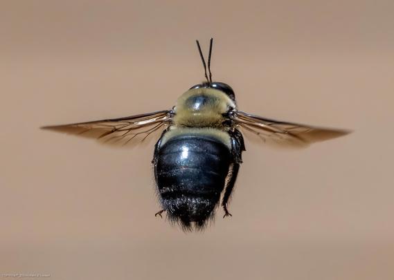 A carpenter bee in flight is seen with its wings spread wide.  The background of the photo is a nearly uniform beige color resulting from a very out-of-focus wooden boardwalk at a park.